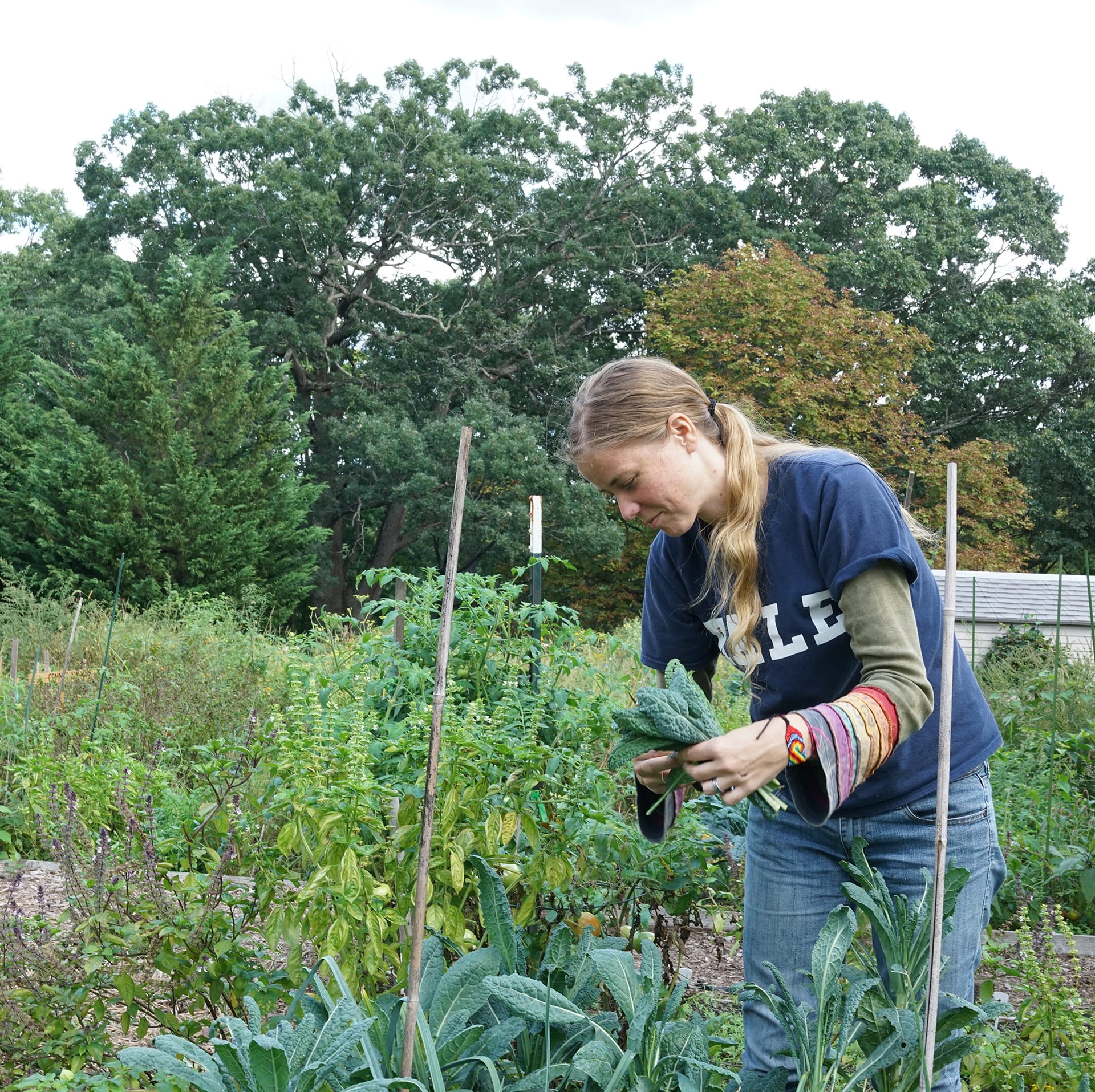 A woman in a navy Yale t-shirt harvests leaves from vegetables in a large, vibrantly green, outdoor garden