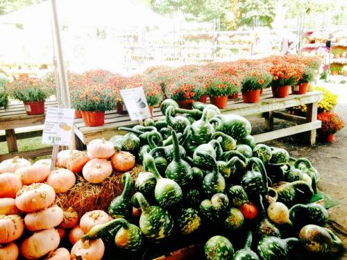 Gourds for sale at an outdoor market