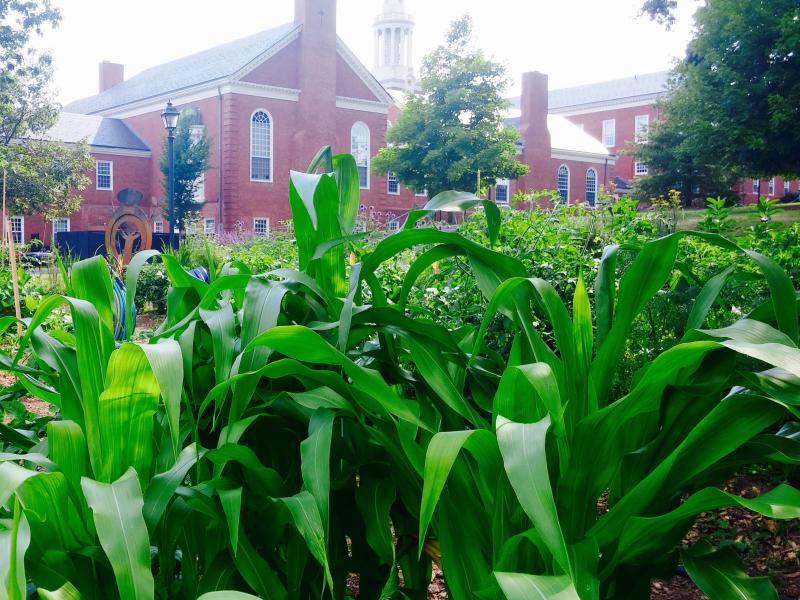 Plants at the Divinity Farm