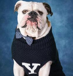 A bulldog, Yale mascot Handsome Dan,in a collegiate sweater